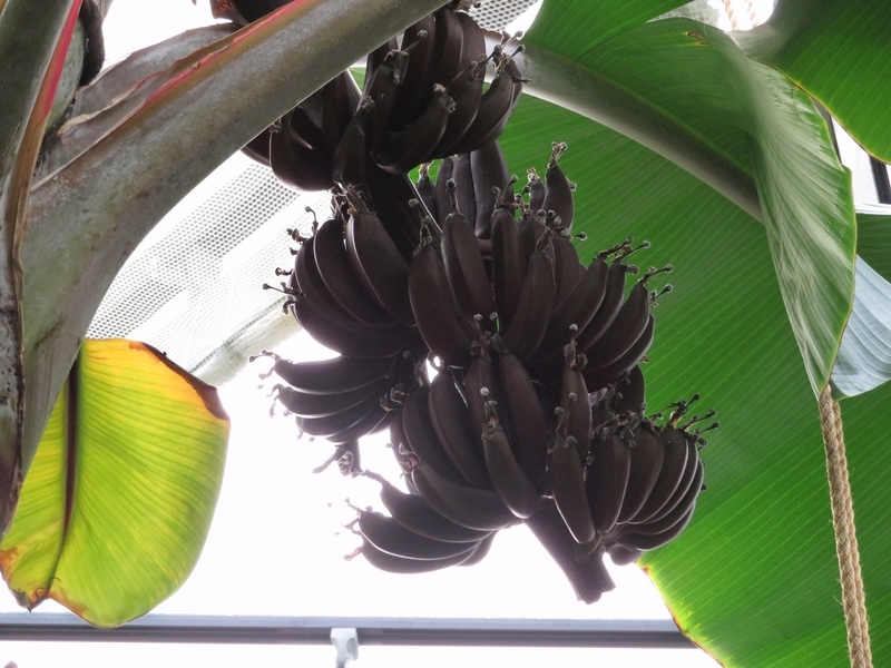 f:id:Nakano_Hitsuji:20200122145956j:plain f:id:Nakano_Hitsuji:20200122145956j:plain