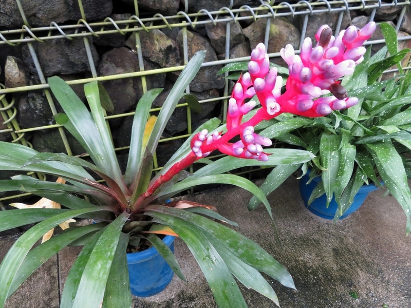 f:id:Nakano_Hitsuji:20200122150535j:plain f:id:Nakano_Hitsuji:20200122150535j:plain