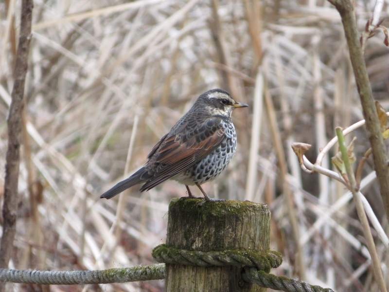 f:id:Nakano_Hitsuji:20200122154245j:plain f:id:Nakano_Hitsuji:20200122154245j:plain