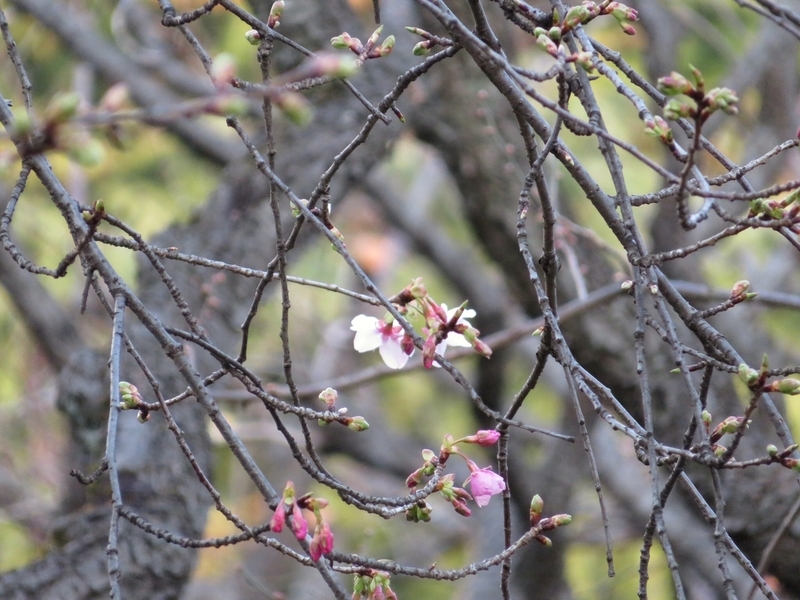 f:id:Nakano_Hitsuji:20200122155526j:plain f:id:Nakano_Hitsuji:20200122155526j:plain