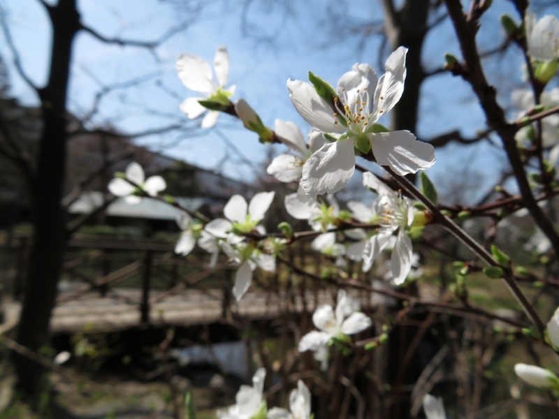 f:id:Nakano_Hitsuji:20200321103800j:plain f:id:Nakano_Hitsuji:20200321103800j:plain