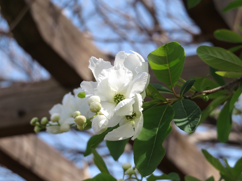 f:id:Nakano_Hitsuji:20200321104022j:plain f:id:Nakano_Hitsuji:20200321104022j:plain