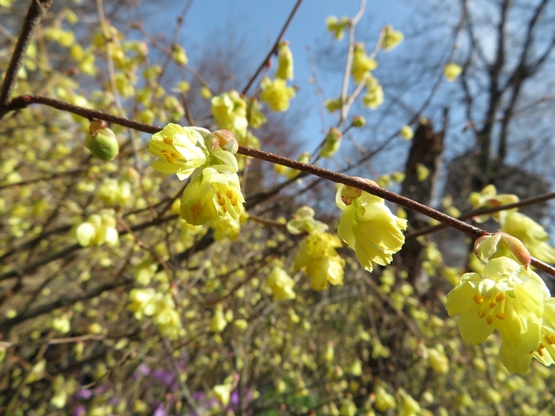 f:id:Nakano_Hitsuji:20200321104827j:plain f:id:Nakano_Hitsuji:20200321104827j:plain