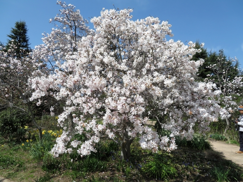 f:id:Nakano_Hitsuji:20200321111805j:plain f:id:Nakano_Hitsuji:20200321111805j:plain