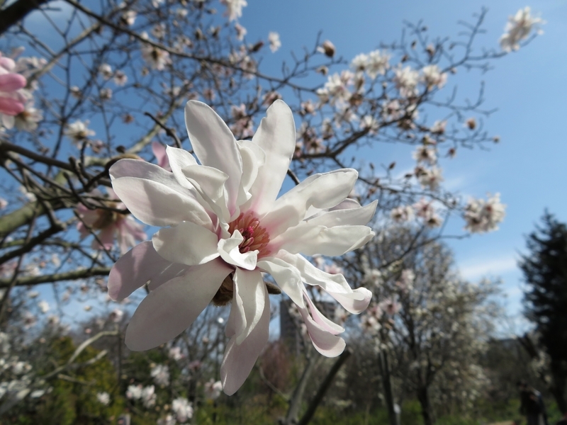 f:id:Nakano_Hitsuji:20200321112241j:plain f:id:Nakano_Hitsuji:20200321112241j:plain