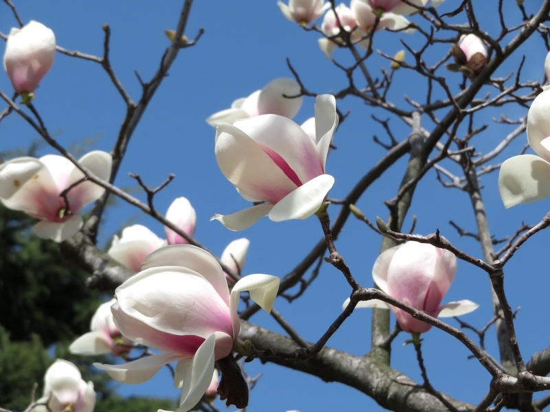 f:id:Nakano_Hitsuji:20200321112359j:plain f:id:Nakano_Hitsuji:20200321112359j:plain