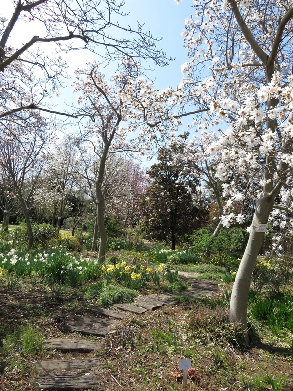 f:id:Nakano_Hitsuji:20200321112607j:plain f:id:Nakano_Hitsuji:20200321112607j:plain