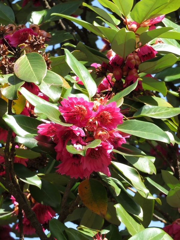 f:id:Nakano_Hitsuji:20200321113539j:plain f:id:Nakano_Hitsuji:20200321113539j:plain