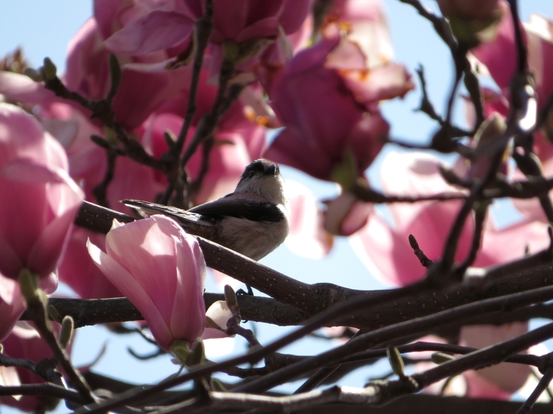 f:id:Nakano_Hitsuji:20200321114158j:plain f:id:Nakano_Hitsuji:20200321114158j:plain