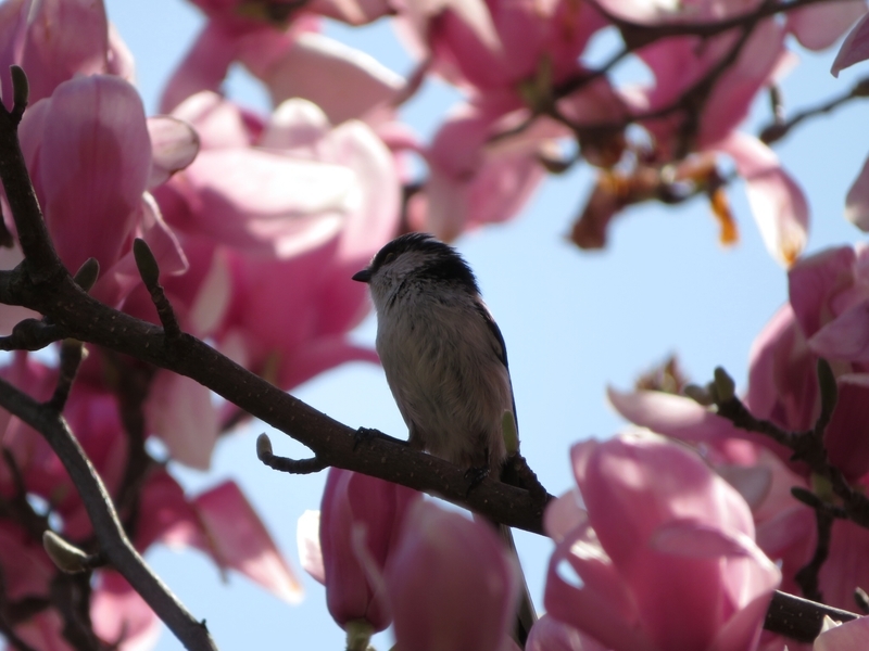 f:id:Nakano_Hitsuji:20200321114209j:plain f:id:Nakano_Hitsuji:20200321114209j:plain