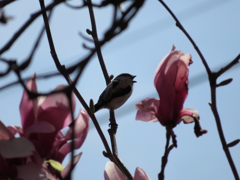 f:id:Nakano_Hitsuji:20200321114521j:plain f:id:Nakano_Hitsuji:20200321114521j:plain