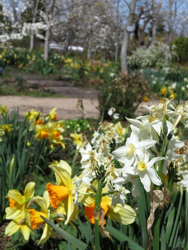 f:id:Nakano_Hitsuji:20200321115300j:plain f:id:Nakano_Hitsuji:20200321115300j:plain