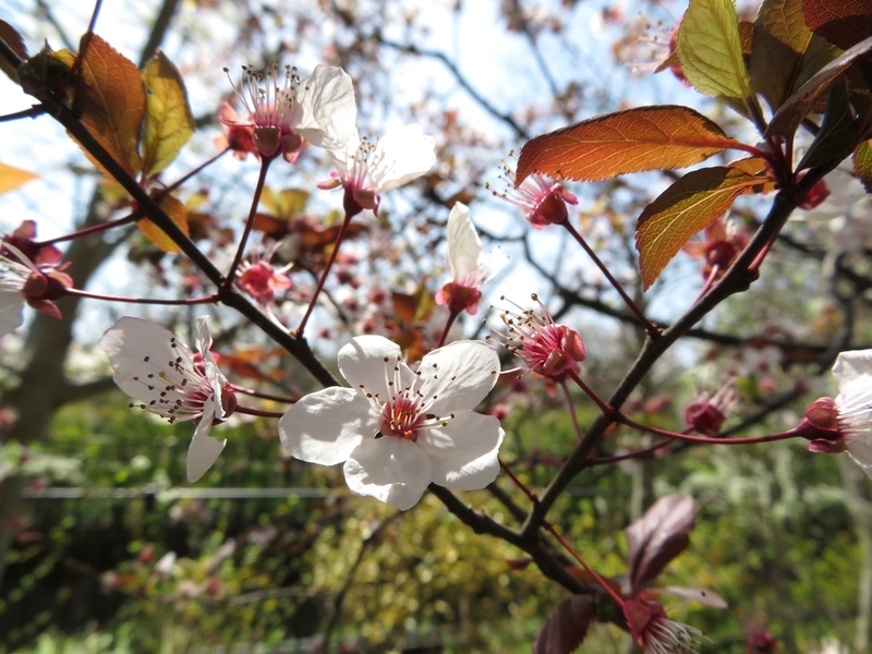 f:id:Nakano_Hitsuji:20200321120735j:plain f:id:Nakano_Hitsuji:20200321120735j:plain