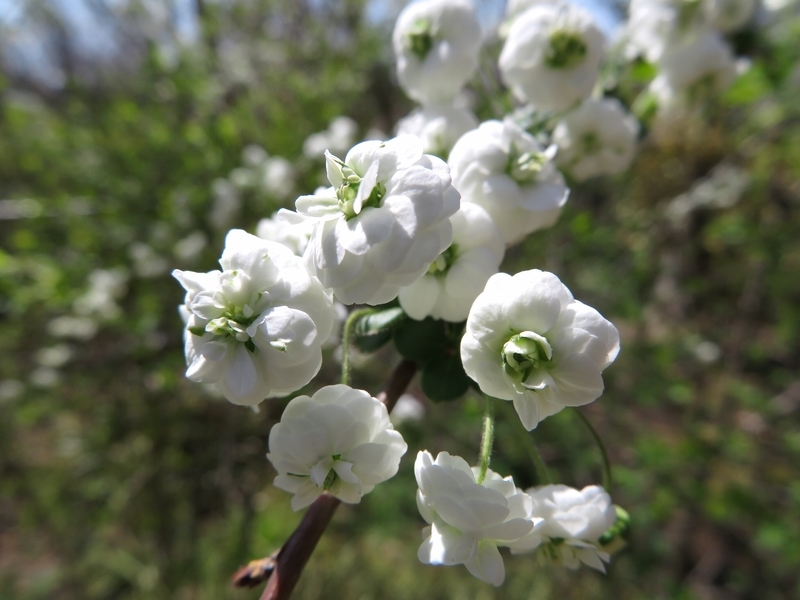 f:id:Nakano_Hitsuji:20200321120854j:plain f:id:Nakano_Hitsuji:20200321120854j:plain