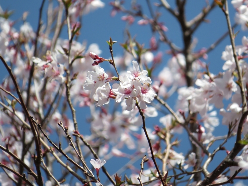 f:id:Nakano_Hitsuji:20200321121046j:plain f:id:Nakano_Hitsuji:20200321121046j:plain