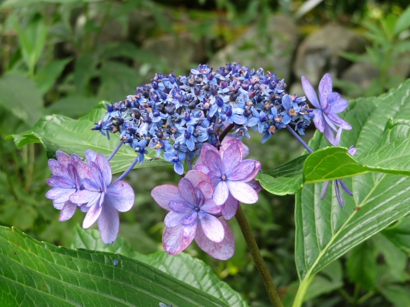 f:id:Nakano_Hitsuji:20200730140246j:plain f:id:Nakano_Hitsuji:20200730140246j:plain