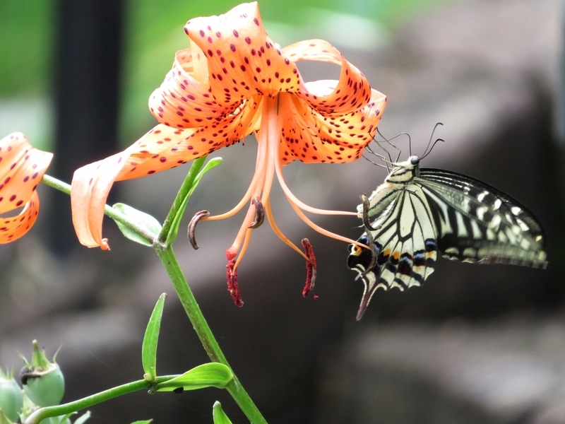 f:id:Nakano_Hitsuji:20200730142125j:plain f:id:Nakano_Hitsuji:20200730142125j:plain