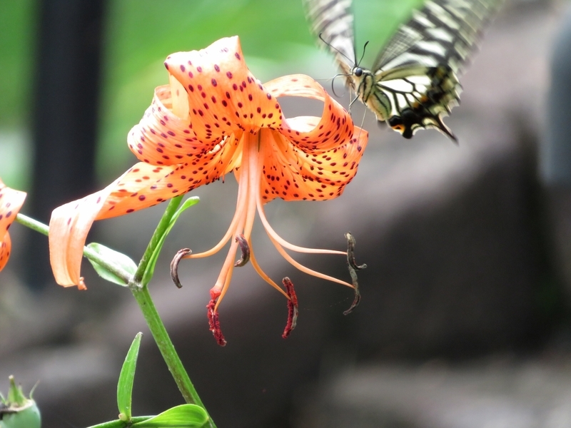 f:id:Nakano_Hitsuji:20200730142132j:plain f:id:Nakano_Hitsuji:20200730142132j:plain