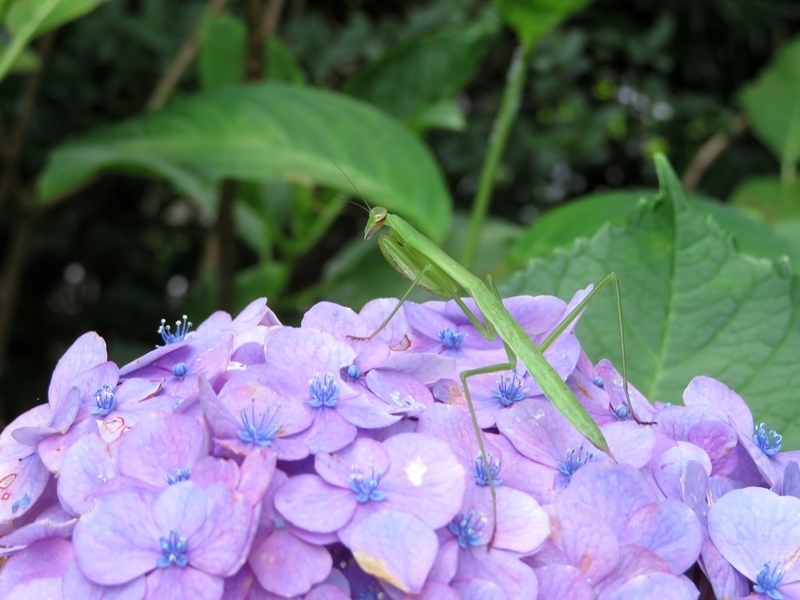 f:id:Nakano_Hitsuji:20200730142415j:plain f:id:Nakano_Hitsuji:20200730142415j:plain