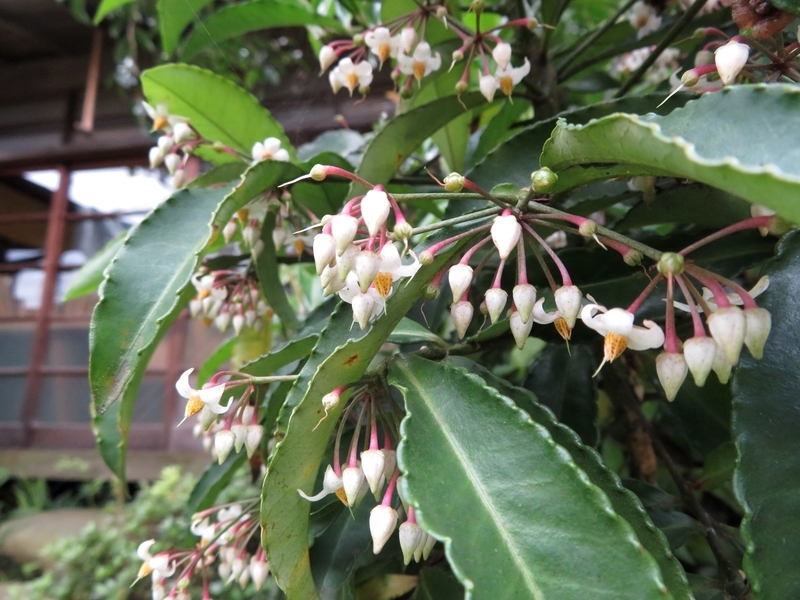 f:id:Nakano_Hitsuji:20200730142938j:plain f:id:Nakano_Hitsuji:20200730142938j:plain