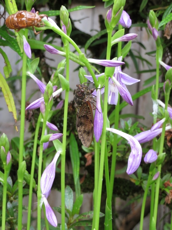 f:id:Nakano_Hitsuji:20200730143136j:plain f:id:Nakano_Hitsuji:20200730143136j:plain