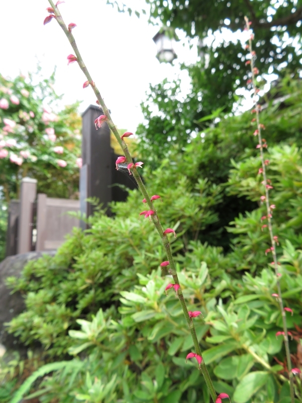 f:id:Nakano_Hitsuji:20200730143456j:plain f:id:Nakano_Hitsuji:20200730143456j:plain