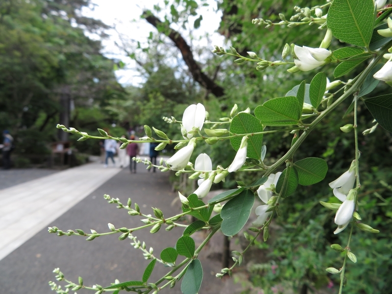 f:id:Nakano_Hitsuji:20200922120938j:plain f:id:Nakano_Hitsuji:20200922120938j:plain