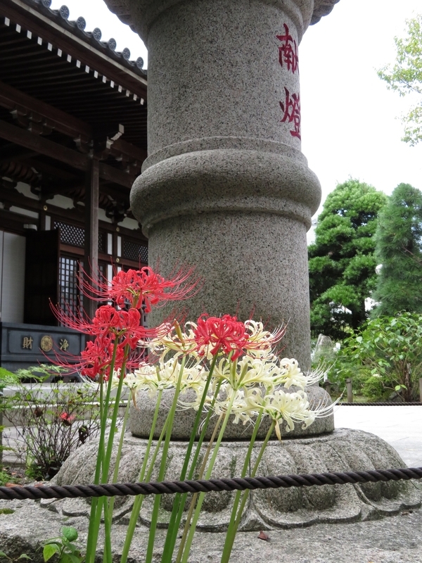 f:id:Nakano_Hitsuji:20200922121714j:plain f:id:Nakano_Hitsuji:20200922121714j:plain