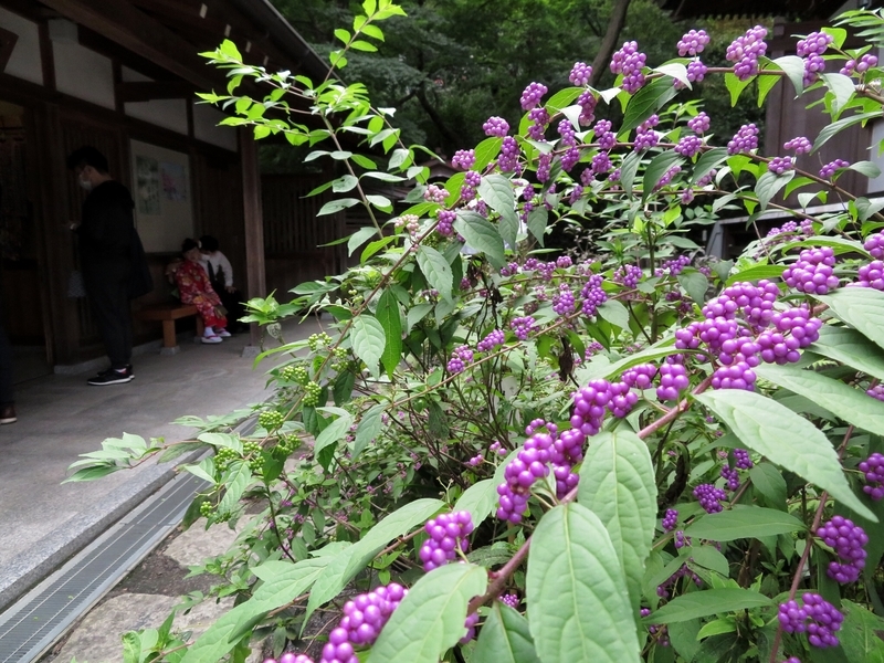 f:id:Nakano_Hitsuji:20200922122130j:plain f:id:Nakano_Hitsuji:20200922122130j:plain