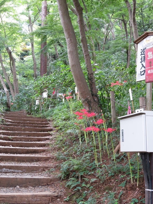 f:id:Nakano_Hitsuji:20200922122644j:plain f:id:Nakano_Hitsuji:20200922122644j:plain
