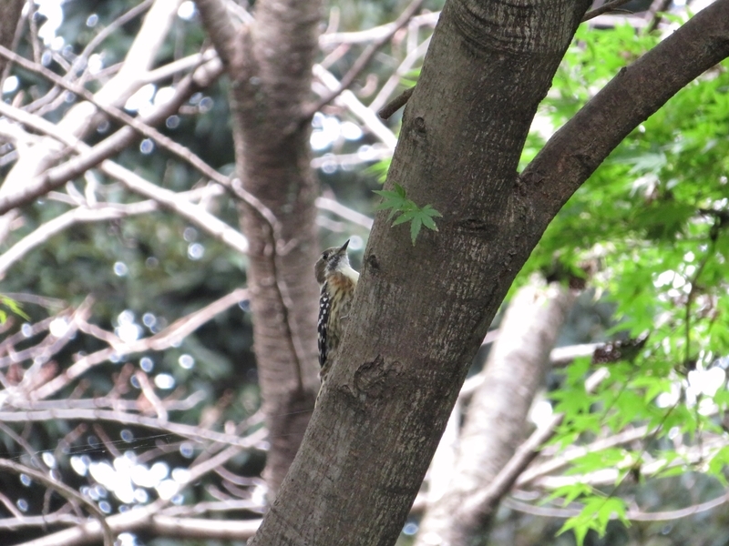 f:id:Nakano_Hitsuji:20200922131715j:plain f:id:Nakano_Hitsuji:20200922131715j:plain