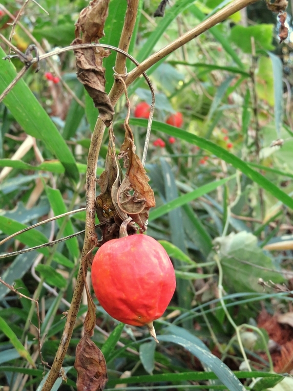 f:id:Nakano_Hitsuji:20201204121054j:plain