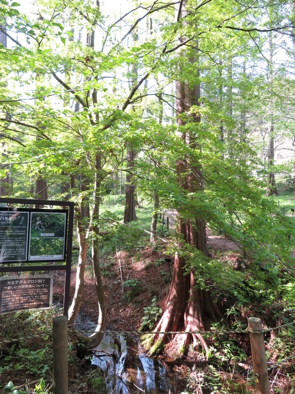 f:id:Nakano_Hitsuji:20210412145646j:plain