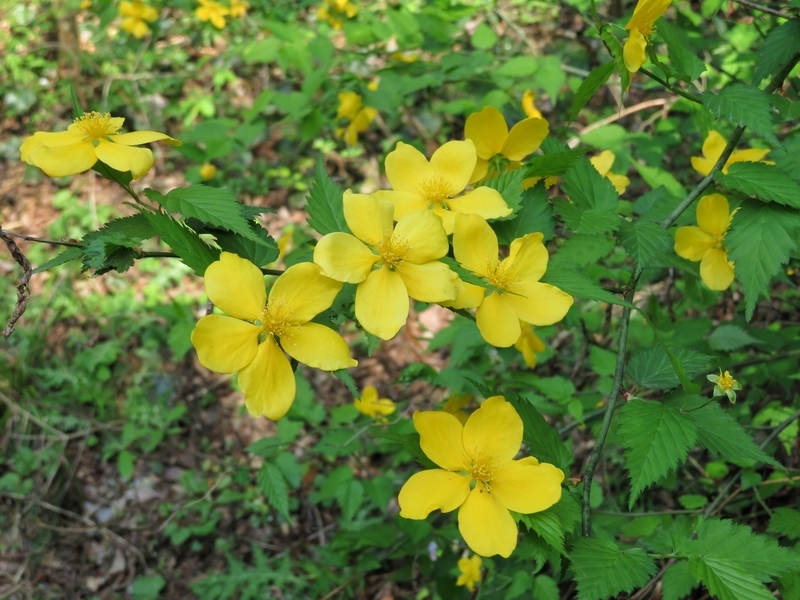 f:id:Nakano_Hitsuji:20210412150317j:plain