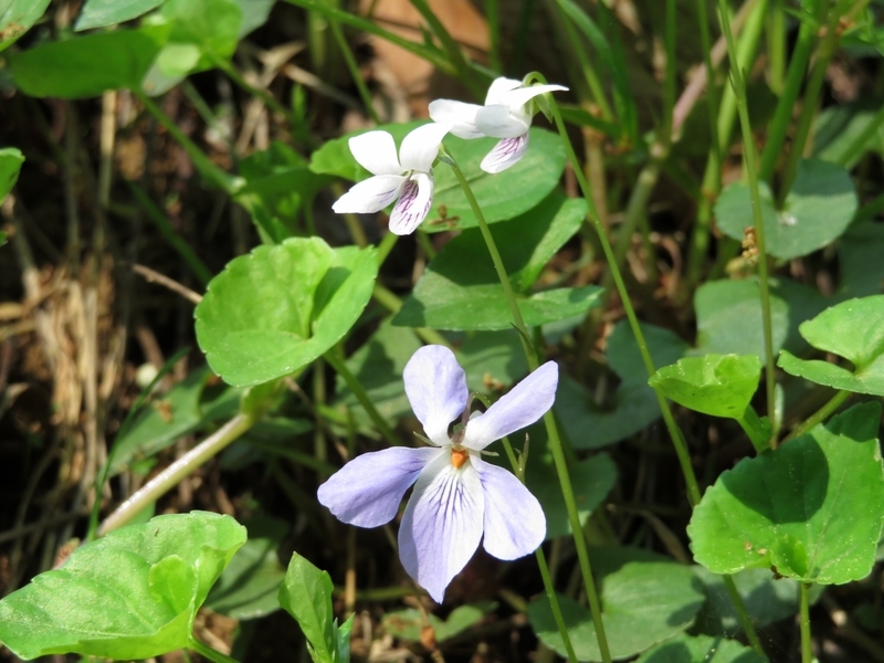 f:id:Nakano_Hitsuji:20210412150513j:plain