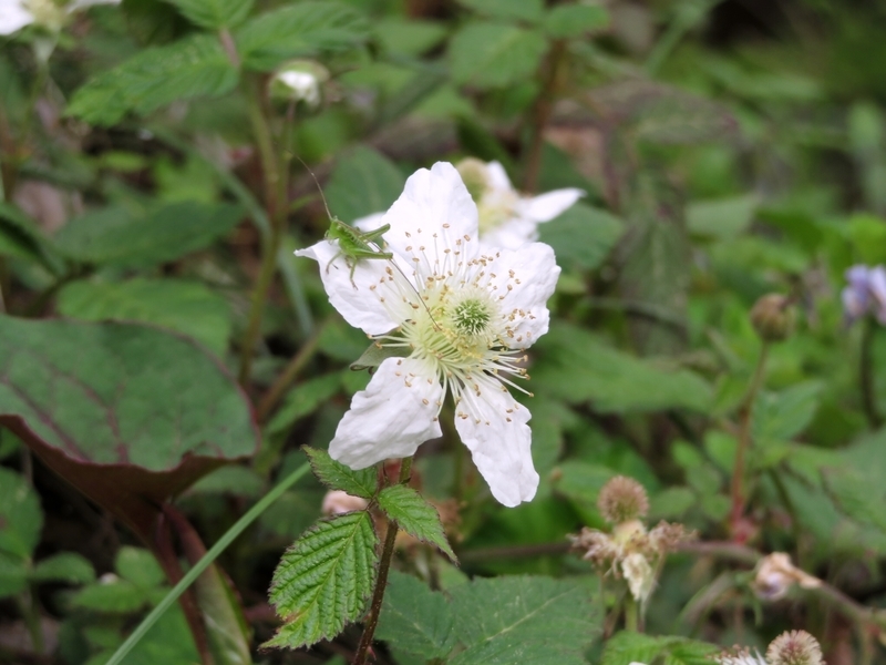 f:id:Nakano_Hitsuji:20210412150609j:plain