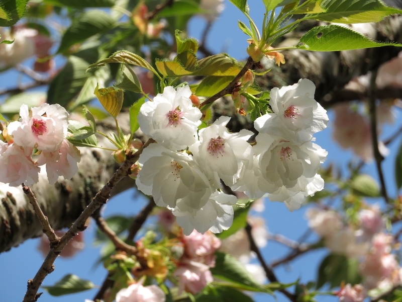 f:id:Nakano_Hitsuji:20210412151246j:plain