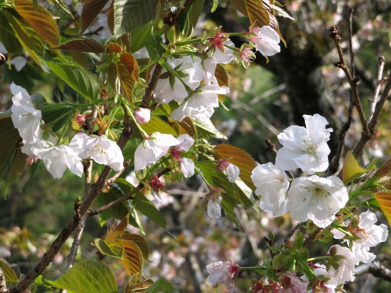 f:id:Nakano_Hitsuji:20210412151830j:plain