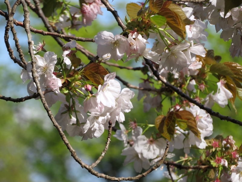 f:id:Nakano_Hitsuji:20210412153018j:plain