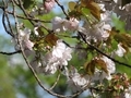 2021/04/12/サクラ「有明」