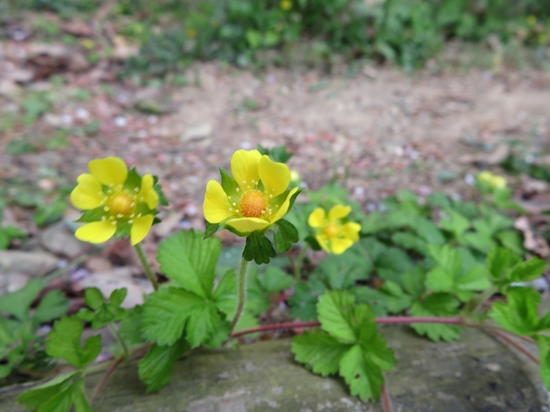 f:id:Nakano_Hitsuji:20210412153347j:plain