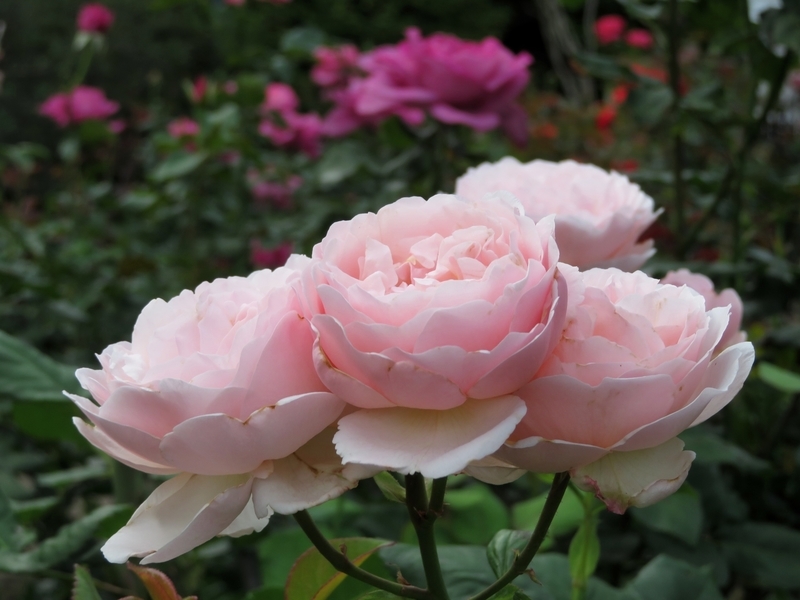 f:id:Nakano_Hitsuji:20210611164532j:plain