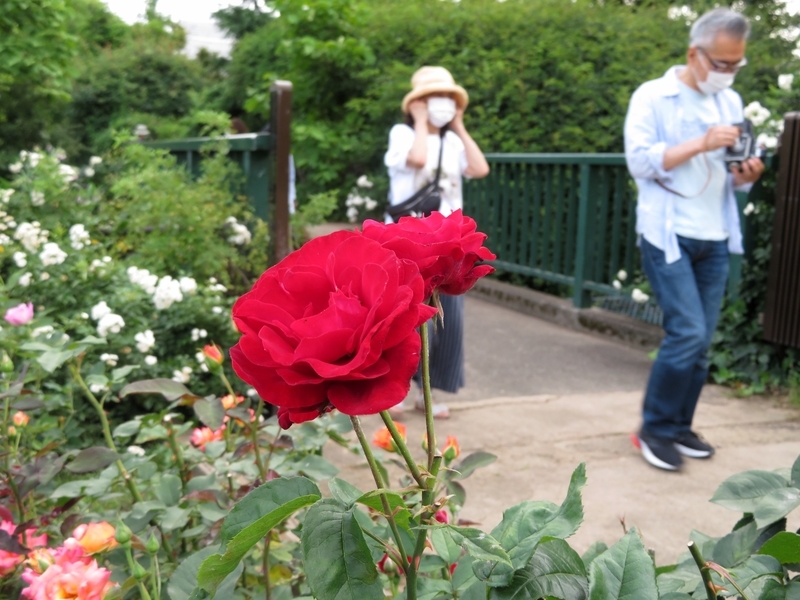 f:id:Nakano_Hitsuji:20210611164617j:plain