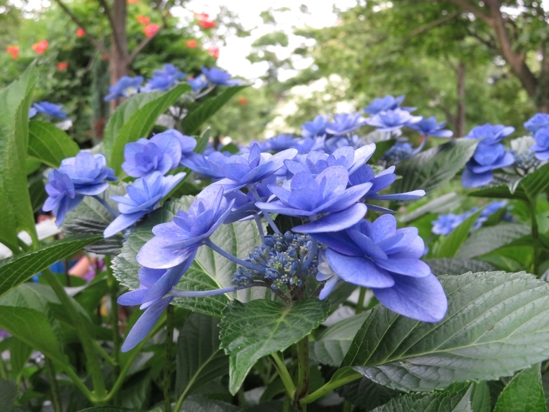 f:id:Nakano_Hitsuji:20210611165801j:plain