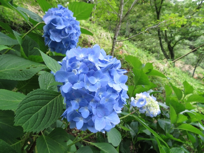 f:id:Nakano_Hitsuji:20210617133610j:plain