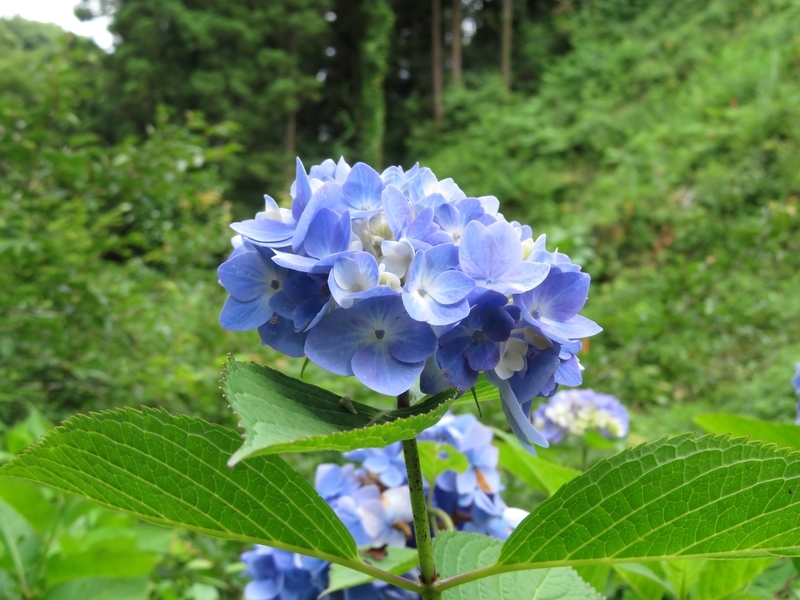 f:id:Nakano_Hitsuji:20210617133648j:plain