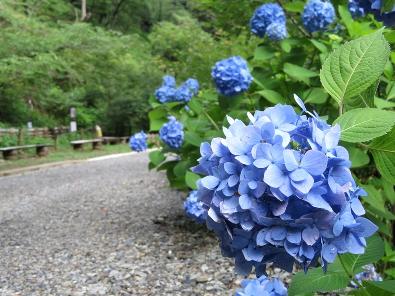 f:id:Nakano_Hitsuji:20210617133717j:plain