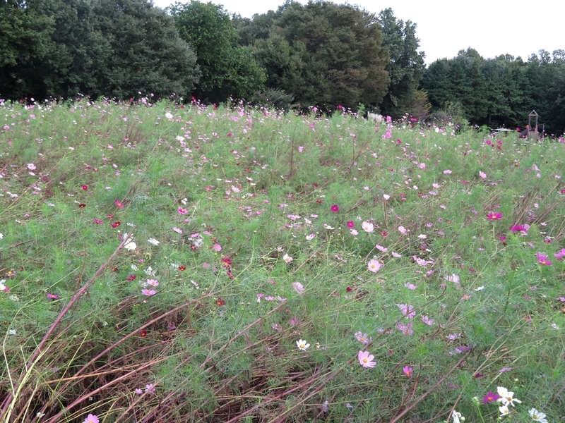 f:id:Nakano_Hitsuji:20211006151750j:plain