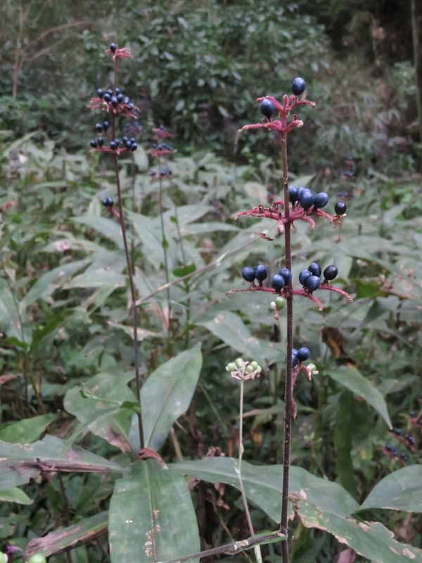 f:id:Nakano_Hitsuji:20211006160447j:plain