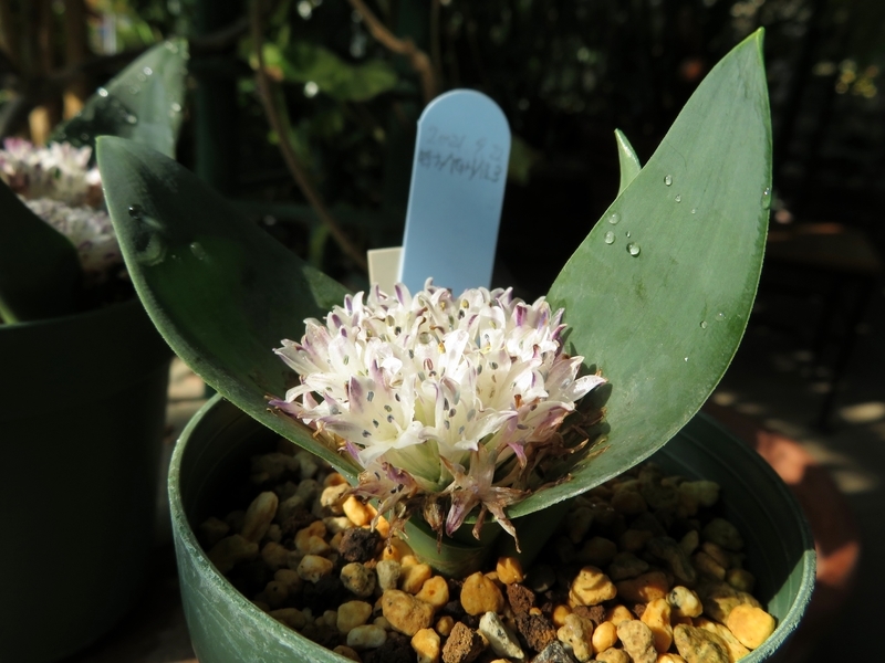 f:id:Nakano_Hitsuji:20211120101624j:plain